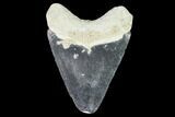 Fossil Megalodon Tooth - Florida #108415-1